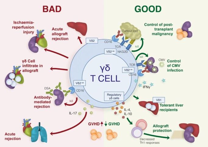 positive und negative Rollen von γδ-Immun-T-Zellen